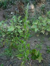 Chenopodium berlandieri Plant